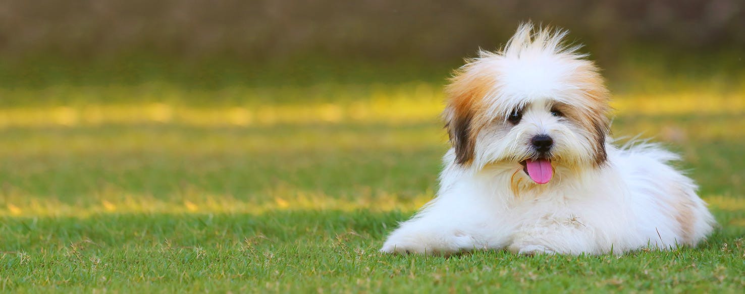 Country Music Inspired Dog Names Popular Male and Female Names Wag!